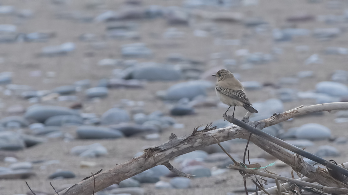 Desert Wheatear